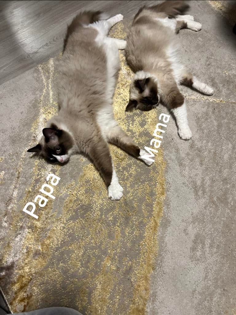 Ragdoll kittens met stamboom  te koop, Meerdere dieren, 0 tot 2 jaar