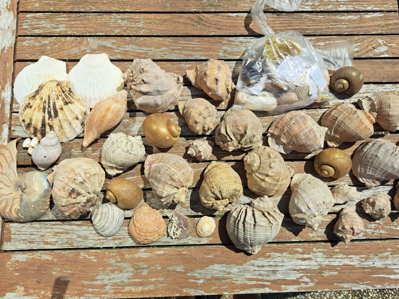Diverse schelpen en schelpdieren in doos, Ophalen of Verzenden, Gebruikt