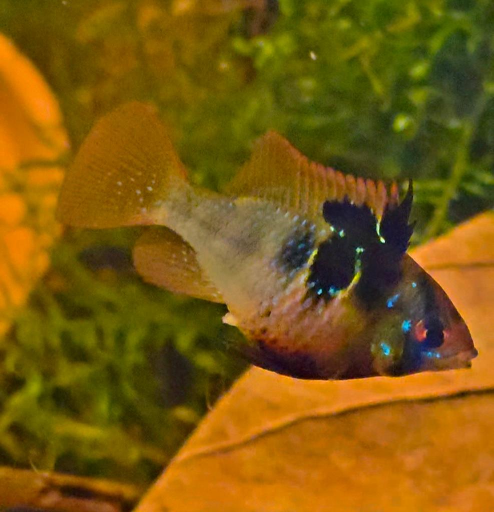 Nog 2 weken! Microgeophagus ramirezi of Antennebaarsje, Vis