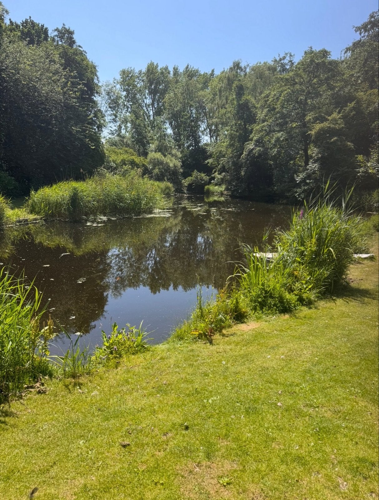 Natuurvijver voor opvang koi karpers of gewone karpers, Karper of Koi