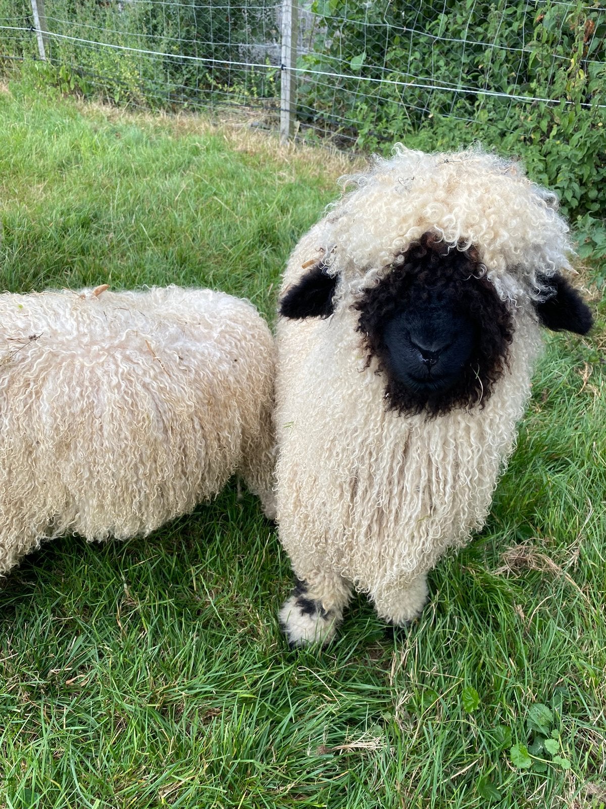 Walliser Schwarznase Sjoerd & Attie, Dieren en Toebehoren, Schapen, Geiten en Varkens, Meerdere dieren, Schaap