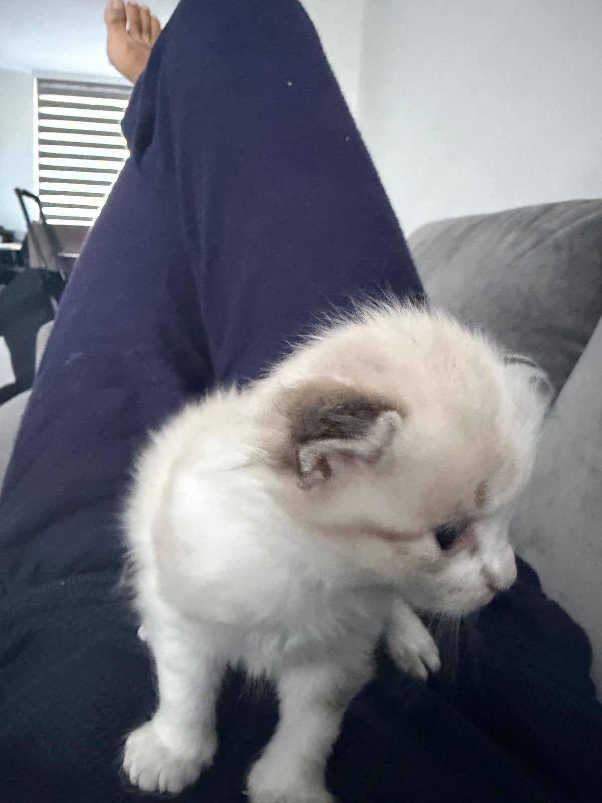 Ragdoll kittens, Dieren en Toebehoren