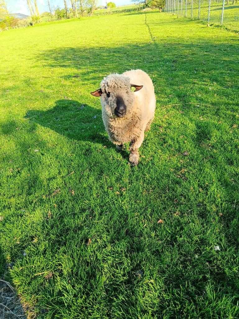 hampshire down schaap ram, Mannelijk, Schaap, 0 tot 2 jaar