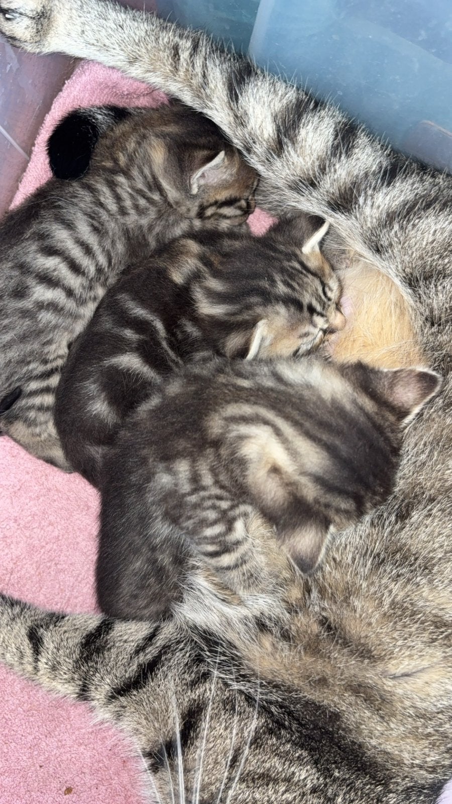 Kittens te koop, Meerdere dieren