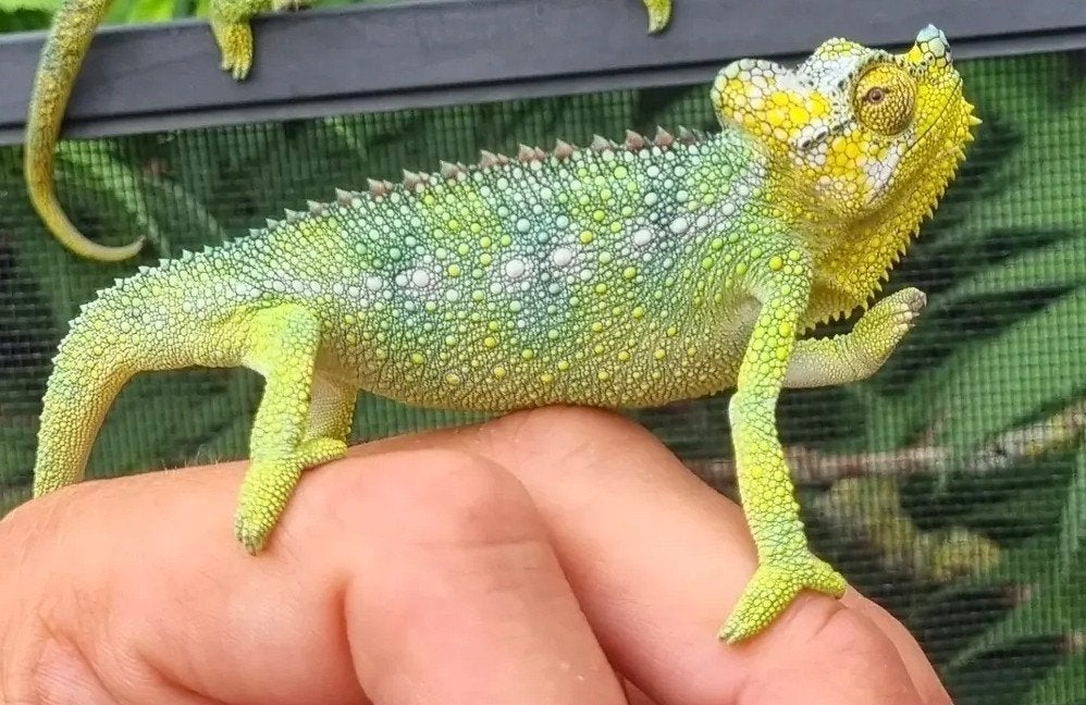 Trioceros Hoehnelii man, Hagedis, 0 tot 2 jaar