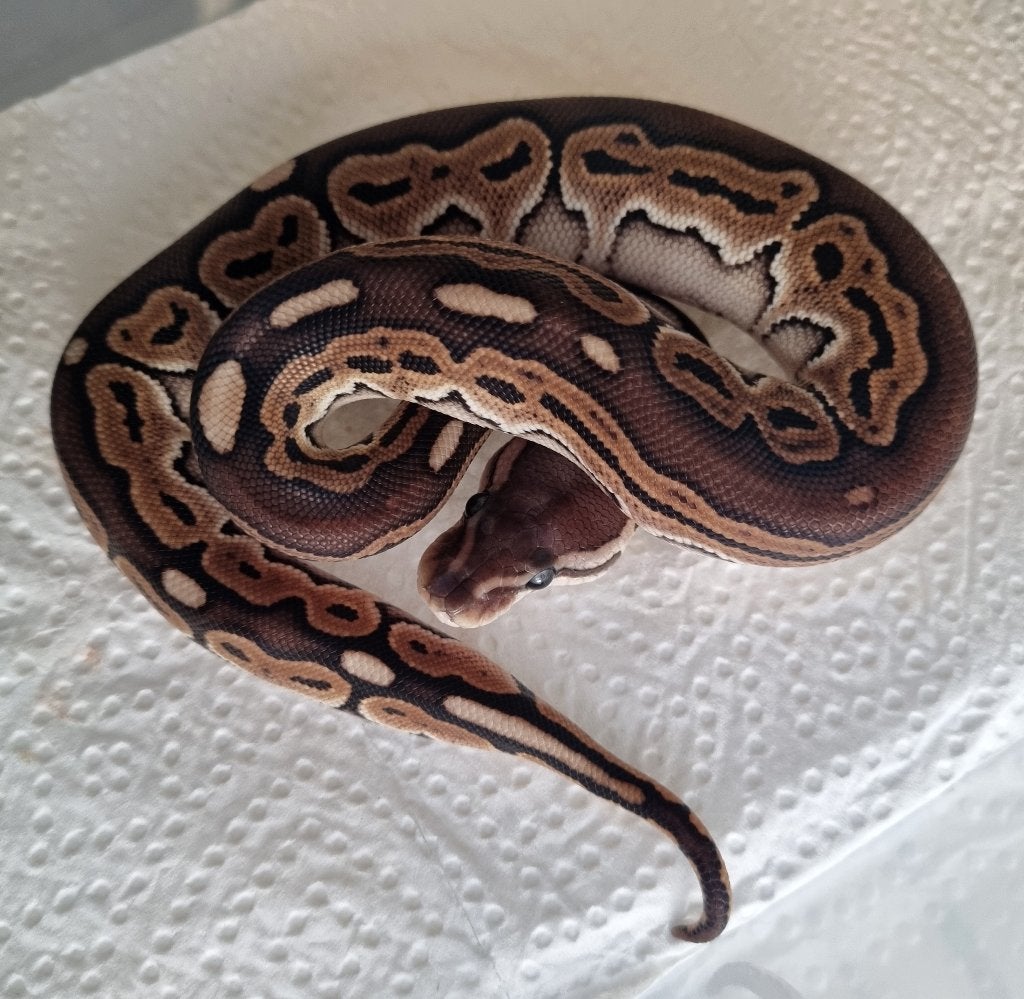 0.1 black pastel special (od) het clown Ball Python - female for sale from Snakesnballoons