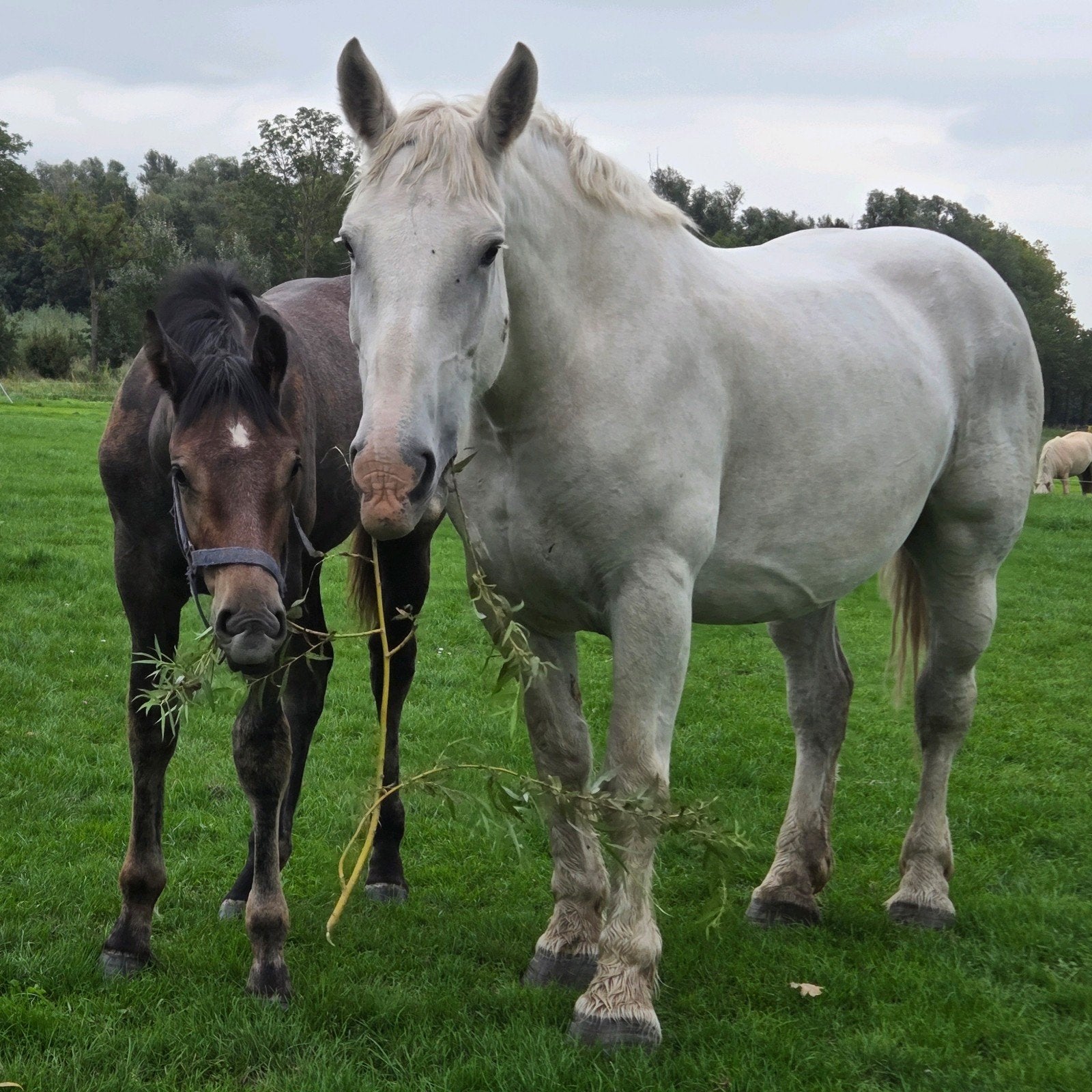 Boulonnais paard, Meerdere dieren, Onbeleerd, 170 tot 175 cm