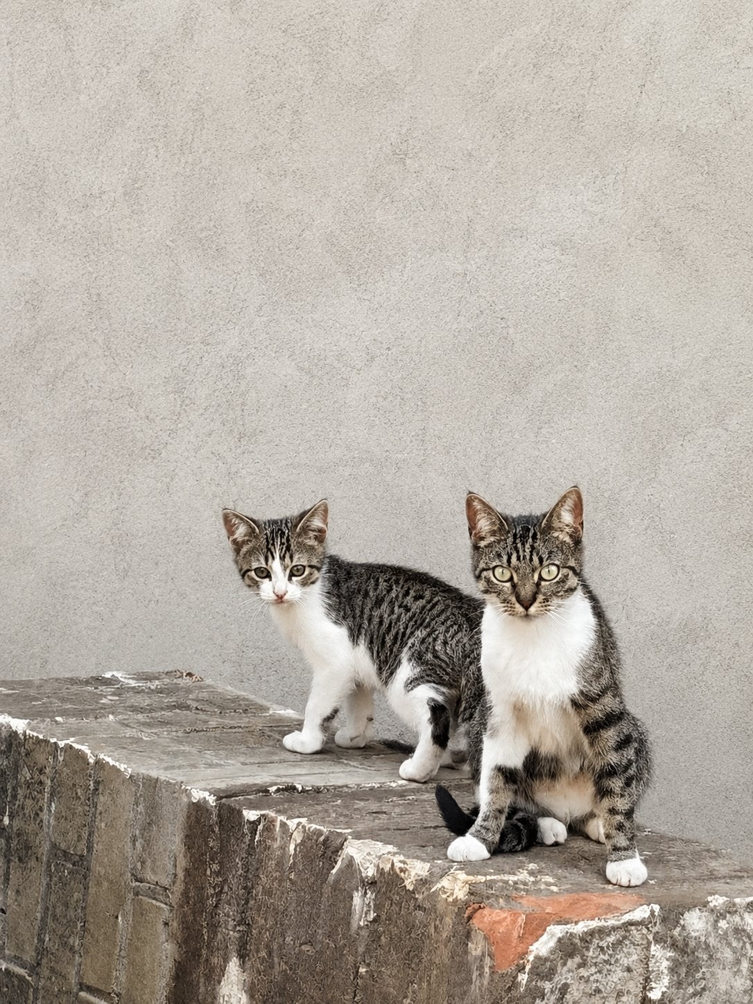 Prachtige lieve katten, Poes