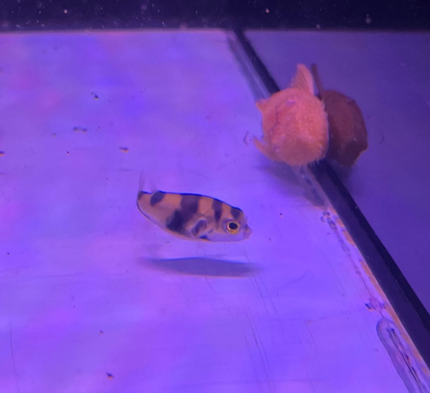 COLOMESUS ASELLUS kogelvis, Dieren en Toebehoren, Vissen | Aquariumvissen, Vis