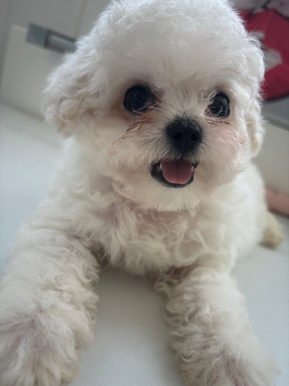 Bichon Frise en Maltezer kruising pups te koop, Dieren en Toebehoren, Maltezer, HCC (leverziekte), 8 tot 15 weken, Meerdere