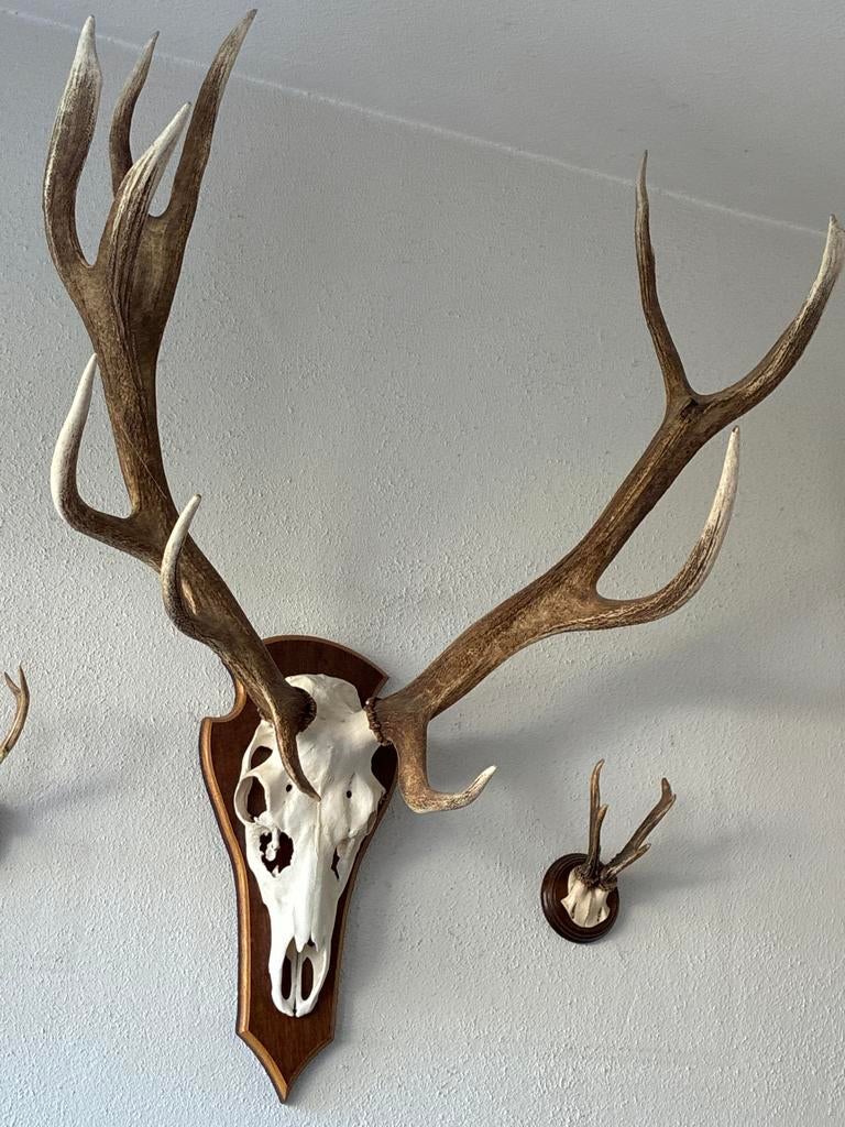 Groot hertengewei met schedel op houten schild, Ophalen of Verzenden, Zo goed als nieuw, Hert, Gewei of Kop