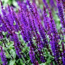 Salvia nemorosa 'Ostfriesland', Ophalen, Bodembedekkers, Volle zon, Vaste plant