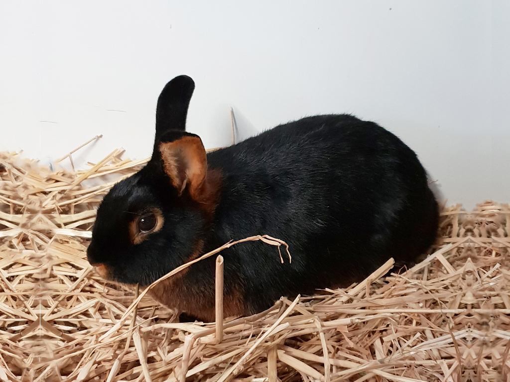 Black en Tan konijnen | Jonge dieren | Ingeënt | Toebehoren