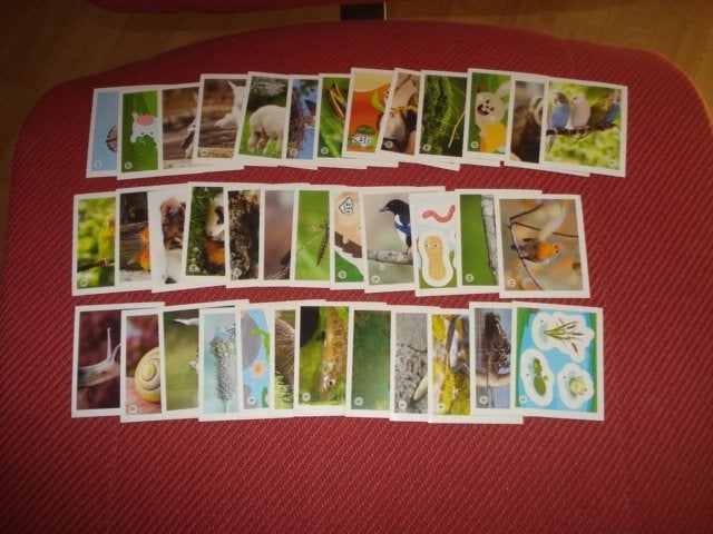 DIEREN DICHTBIJ COMPLETE SET PLAATJES / STICKERS ( NIEUW ), Coop, Ophalen of Verzenden