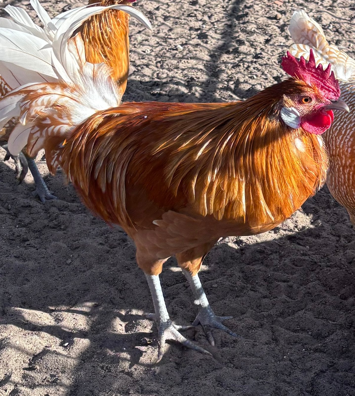 Mooi friese haan, Mannelijk, Kip