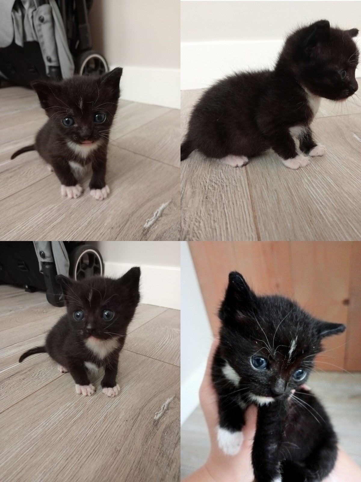 Foto 3 van z.s.m. weg nog 1. Leuke unieke kittens vn Siamese moederpoes