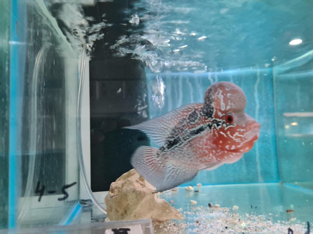 Flowerhorn Red Pearl Cichlide, Dieren en Toebehoren, Vis, Zoetwatervis
