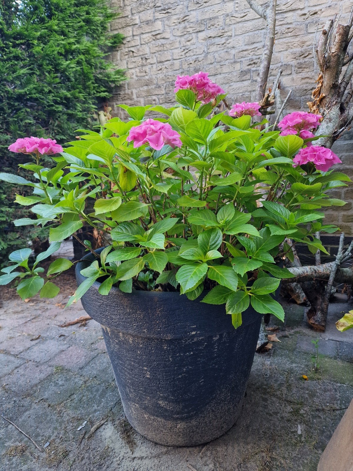 Mooie grote hortensia in kunstof pot, Tuin en Terras, Ophalen, Hortensia, Struik, Minder dan 100 cm