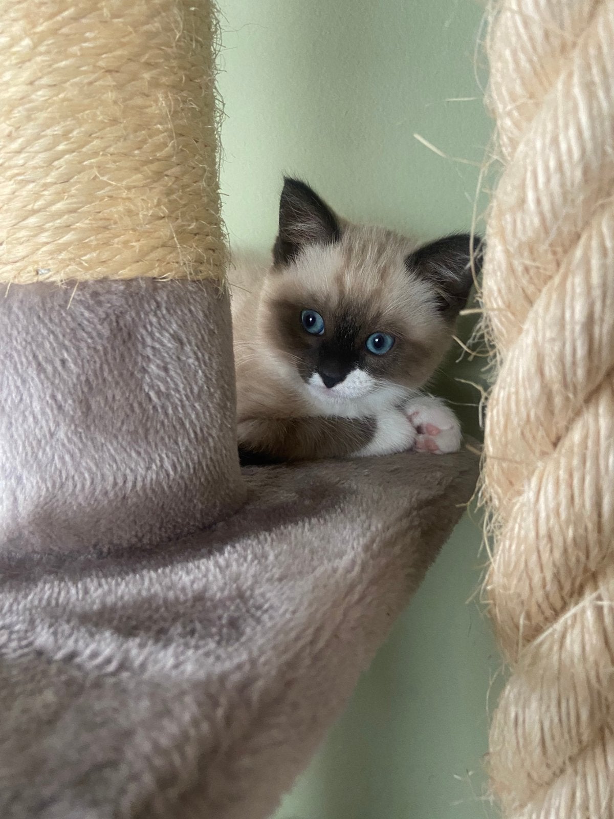 Kitten radgoll x siamees, Poes