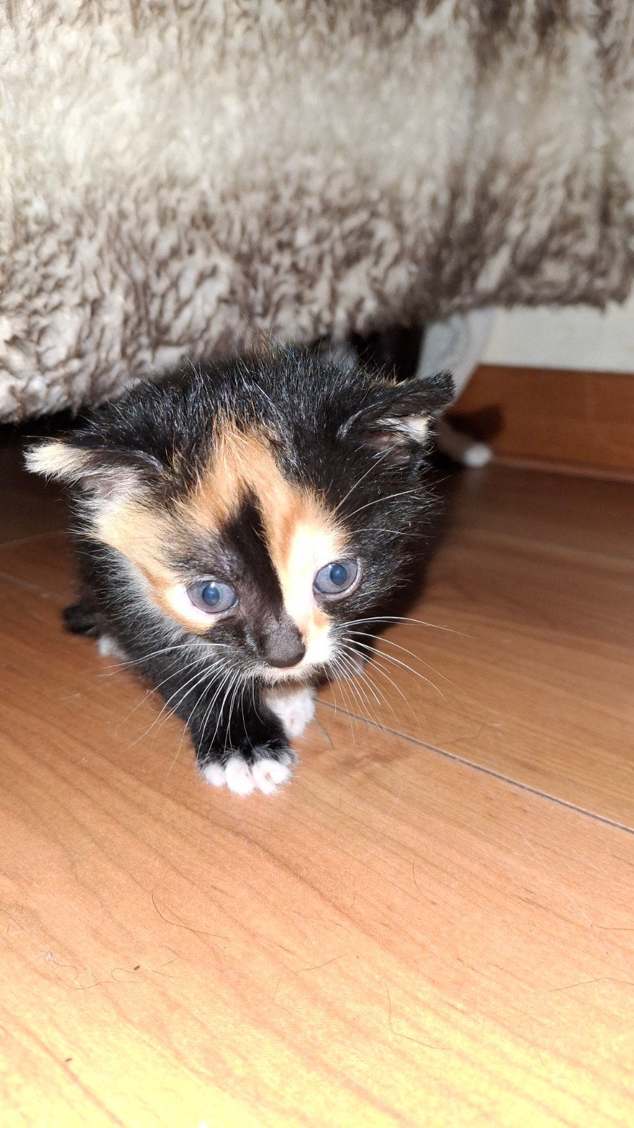 leuke kittens alle kleuren, Dieren en Toebehoren, Meerdere dieren