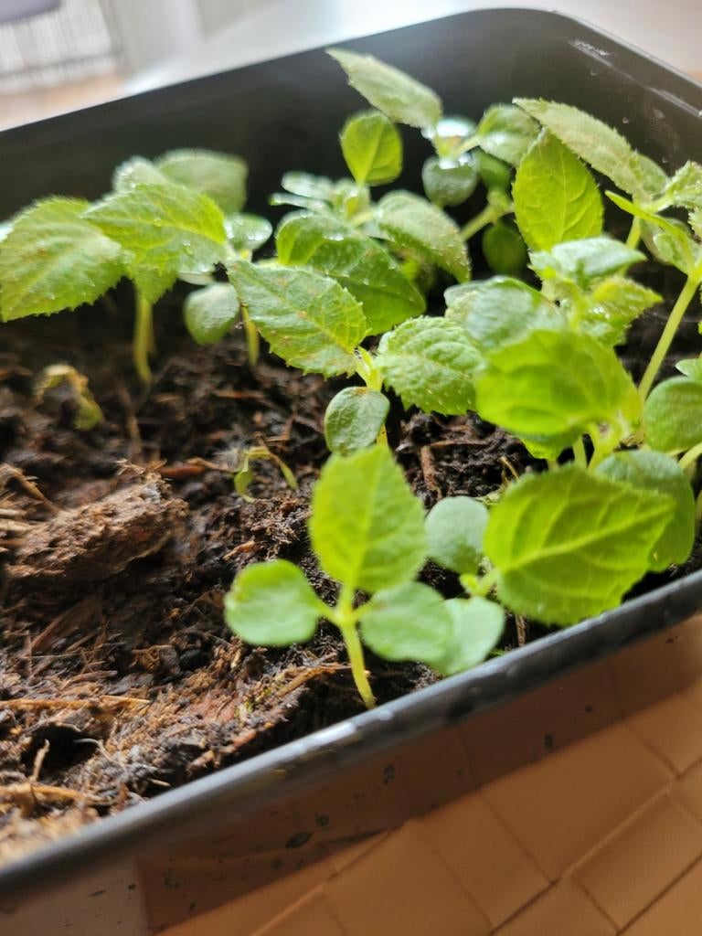 Kiwi planten, Ophalen, Tak, Plant, Rots of Steen
