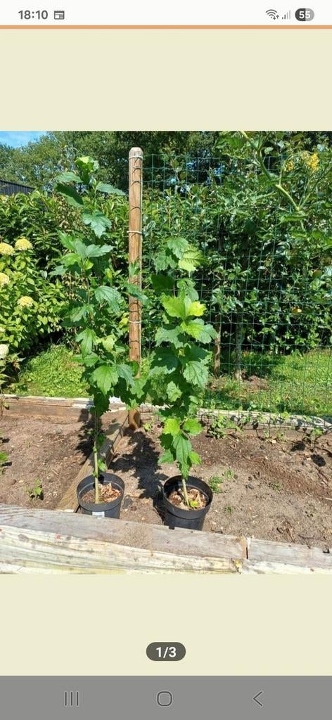 Hibuscus, Tuin en Terras, Planten | Bomen, Overige soorten, 100 tot 250 cm, Volle zon, In pot, Ophalen