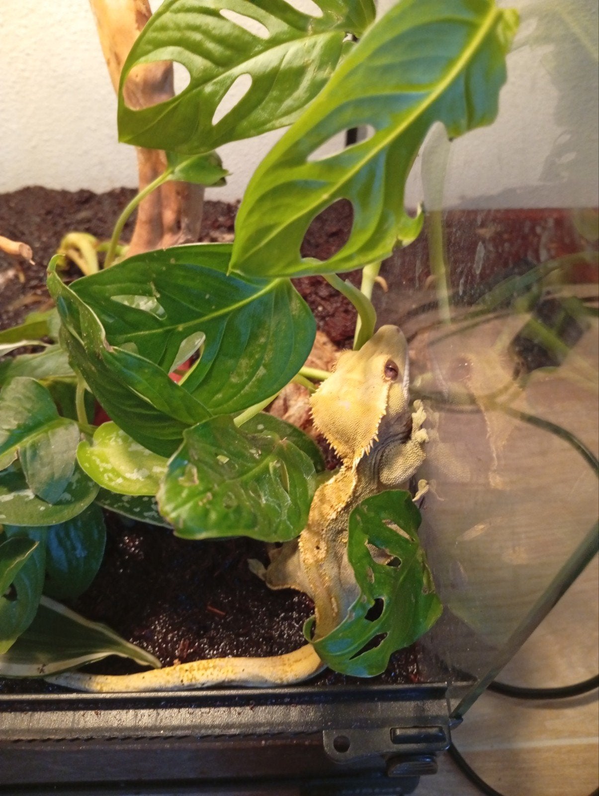 wimper Gekko man, Hagedis, 3 tot 6 jaar