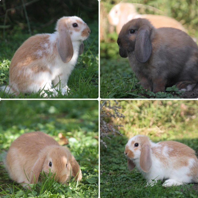 Lieve konijntjes te koop, Dieren en Toebehoren, Meerdere dieren, Dwerg