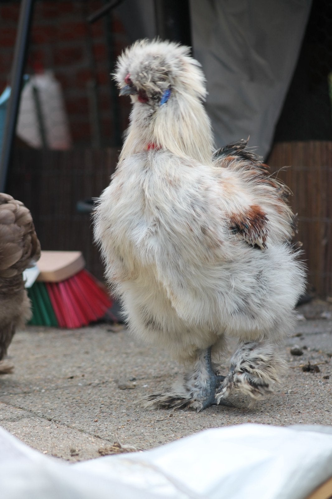 Usa zijdehoen haan, Dieren en Toebehoren, Mannelijk, Kip