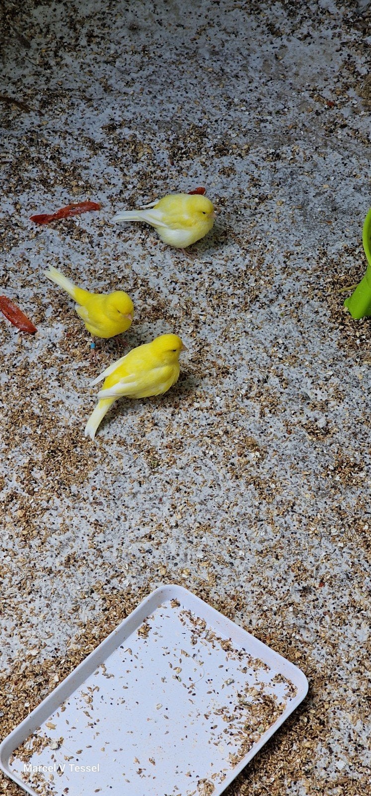 Drie gele kanaries 2x pop 1x man, Dieren en Toebehoren, Vogels | Kanaries, Meerdere dieren, Kleurkanarie