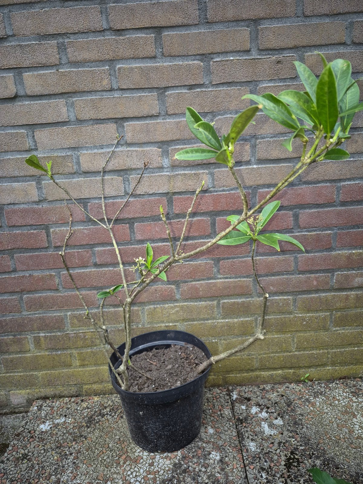 Skimmia, Tuin en Terras, Planten | Tuinplanten, Ophalen of Verzenden, Overige soorten, Volle zon