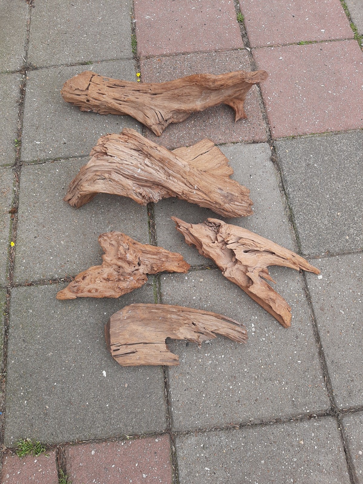 5 stuks kienhout, Ophalen, Gebruikt, Plant(en), Steen of Hout