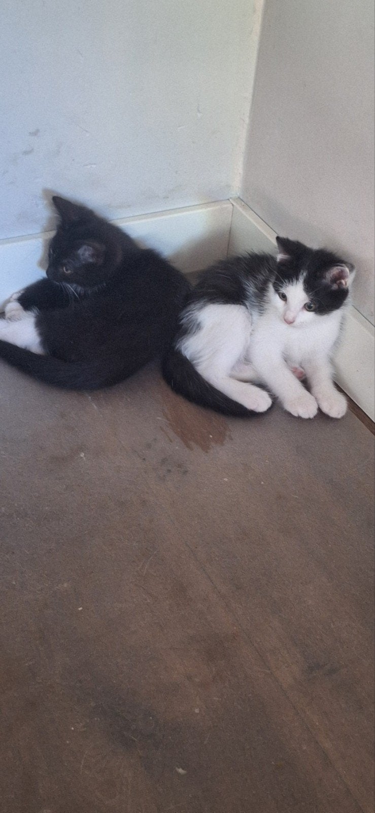 Poes en 2 m kittens en 2 v kittens