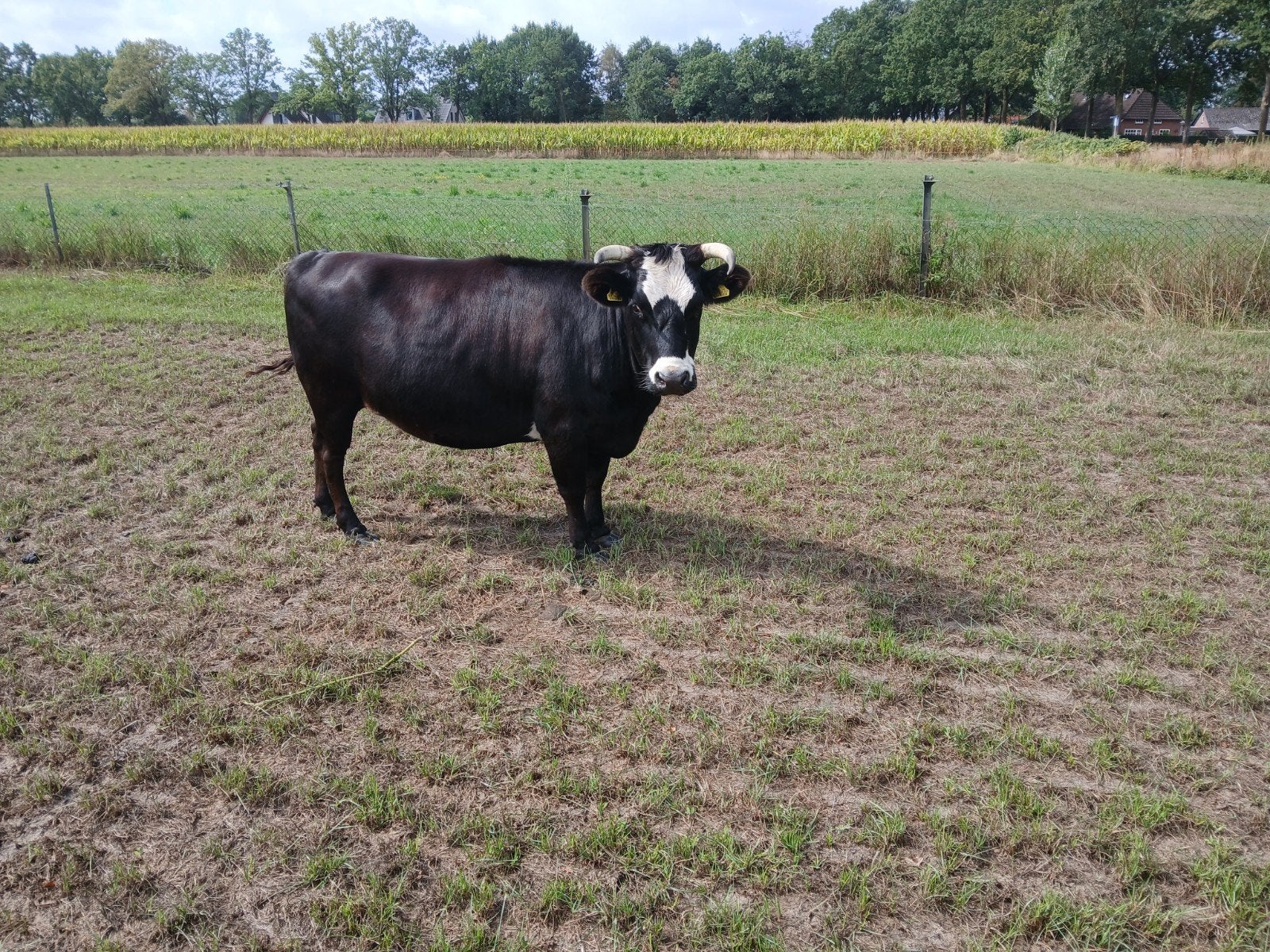 Dahomey koe, Dieren en Toebehoren, Vrouwelijk, Schaap, 6 jaar of ouder