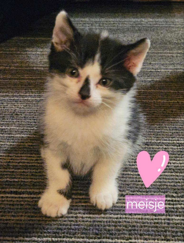 4 mooie meisjes kittens zoeken een liefdevol huisje., Dieren en Toebehoren, Poes, Kortharig, 0 tot 2 jaar