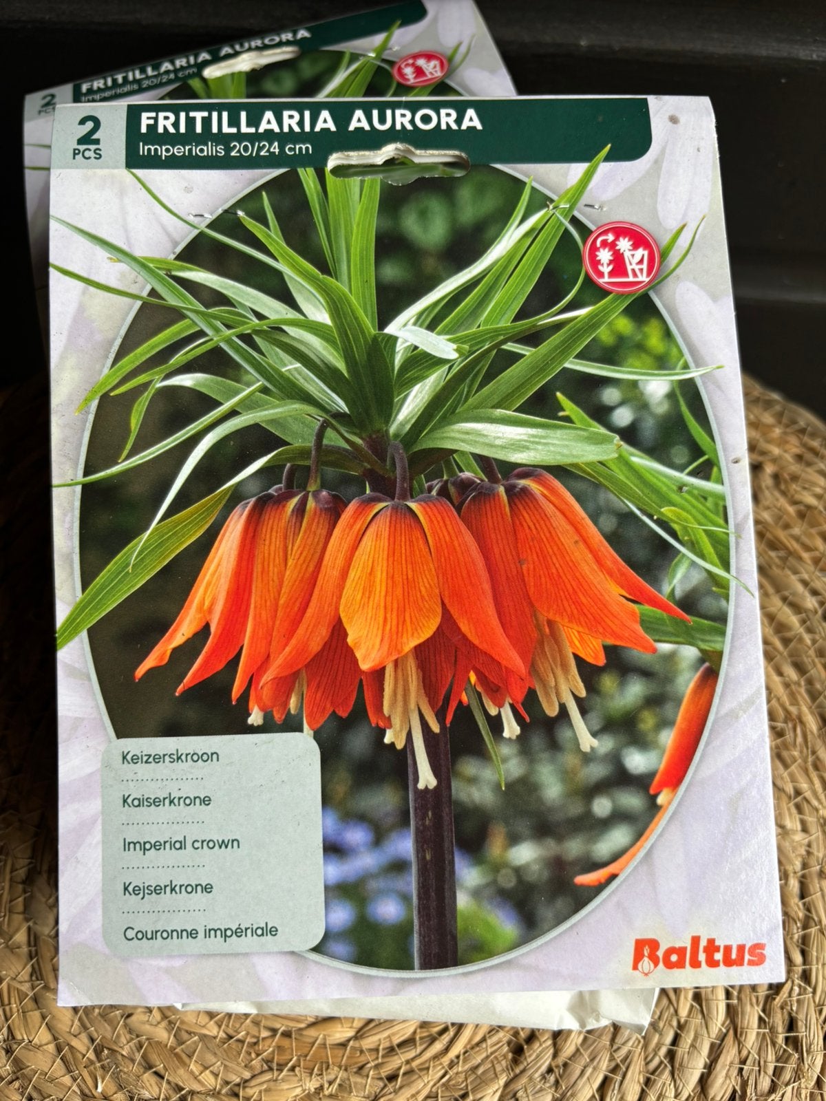 Fritillaria, Ophalen of Verzenden, Volle zon