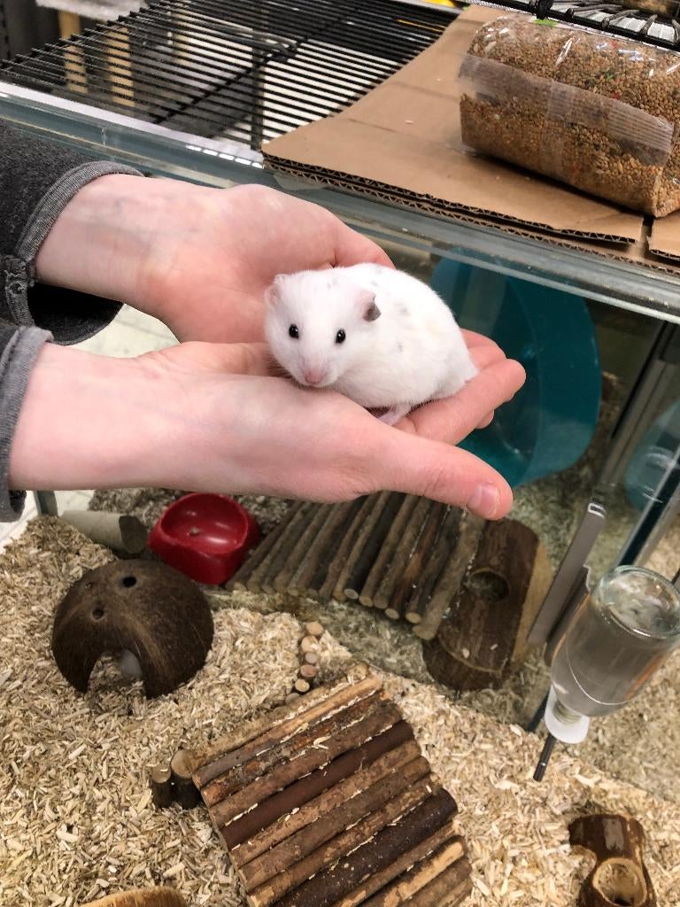 Syrische hamster / Goudhamster man (10wkn), Hamster, Februari, Mannelijk, Tam