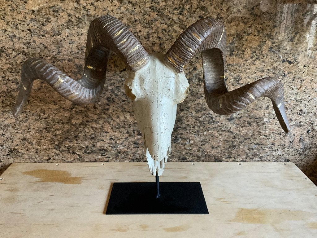 Longhorn Skull schedel buffel ram, Ophalen, 36 cm, Meerkleurig, Decoratieobject