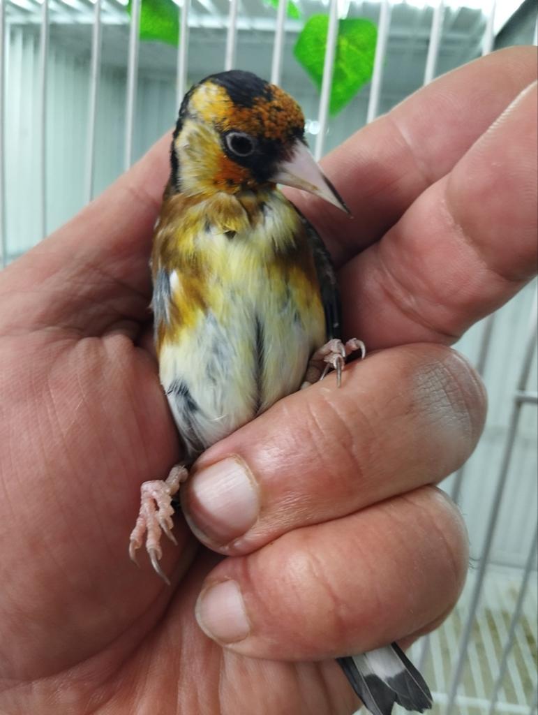 Parva peuter man van 25, Dieren en Toebehoren, Mannelijk