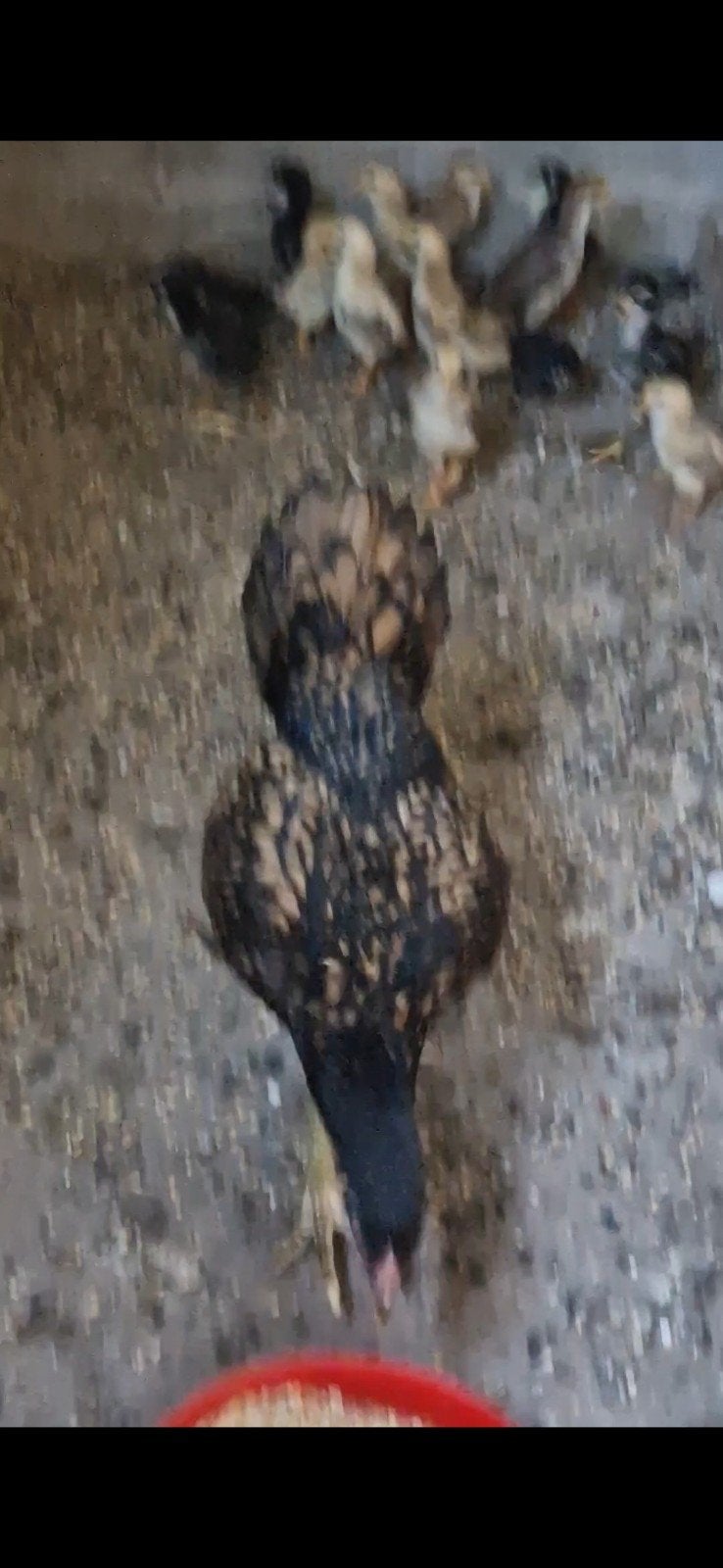 Turkse hint horoz vechthoen kip shamo, Vrouwelijk, Kip
