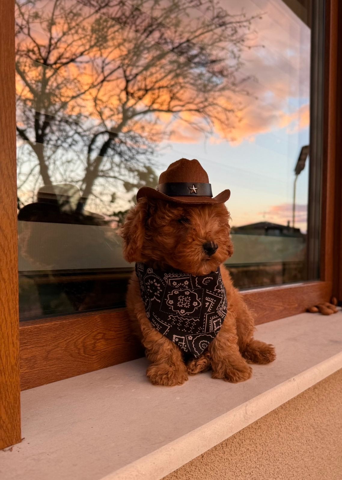 Toy Poodle, Reu, 8 tot 15 weken, Buitenland, Eén hond