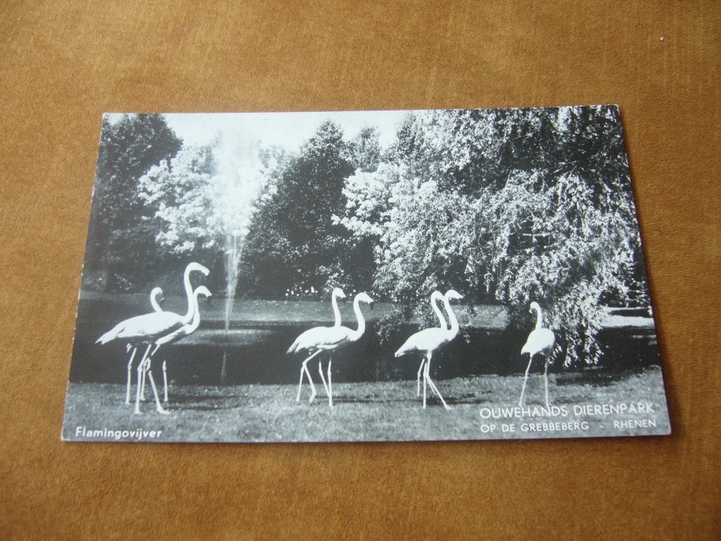 RHENEN =  OUWEHANDS DIERENPARK  -  FLAMINGOVIJVER, Ophalen of Verzenden, 1960 tot 1980, Gelopen, Utrecht