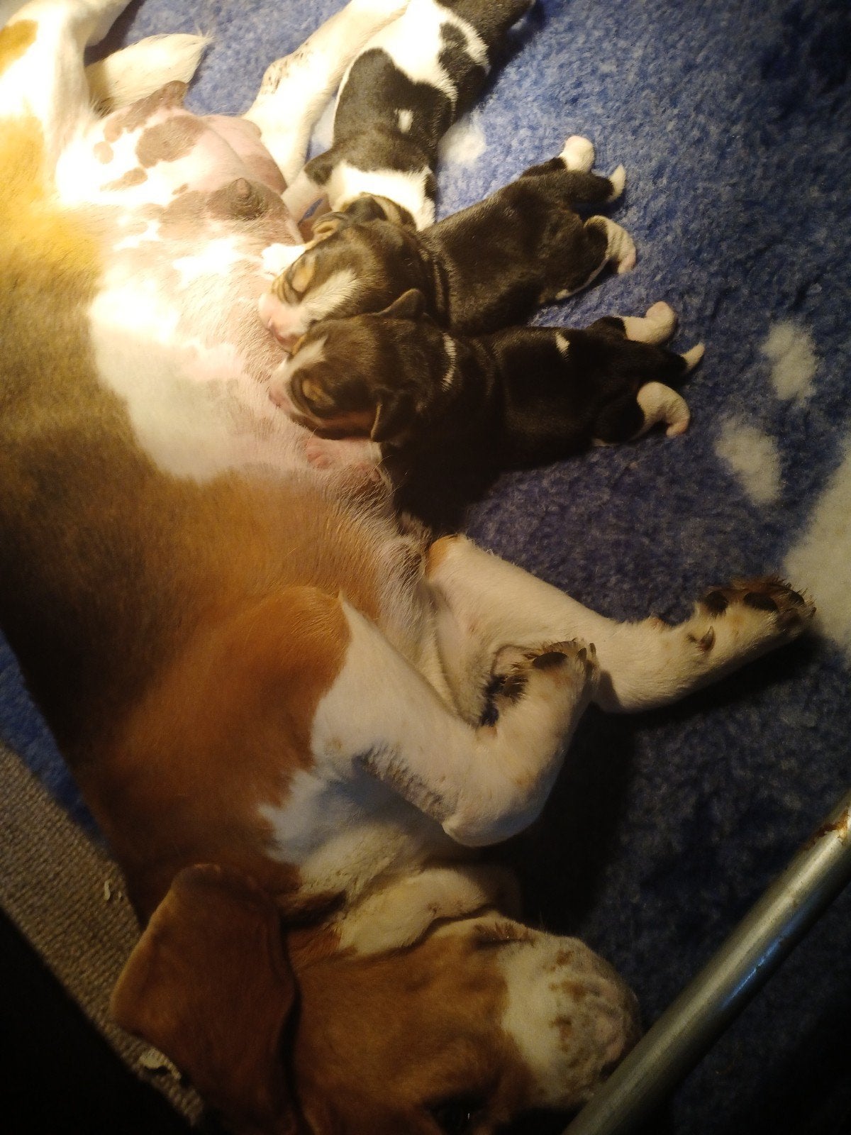 Beagle pups, Beagle, HCC (leverziekte), Meerdere, Meerdere dieren