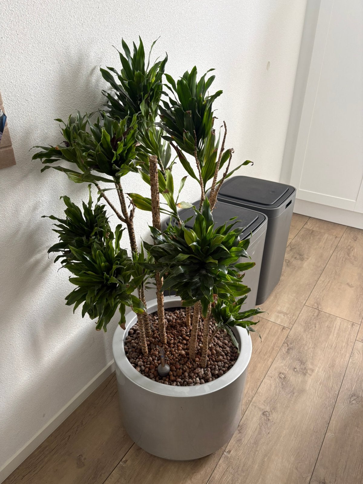 Grote plant 135 cm incl pot, Ophalen