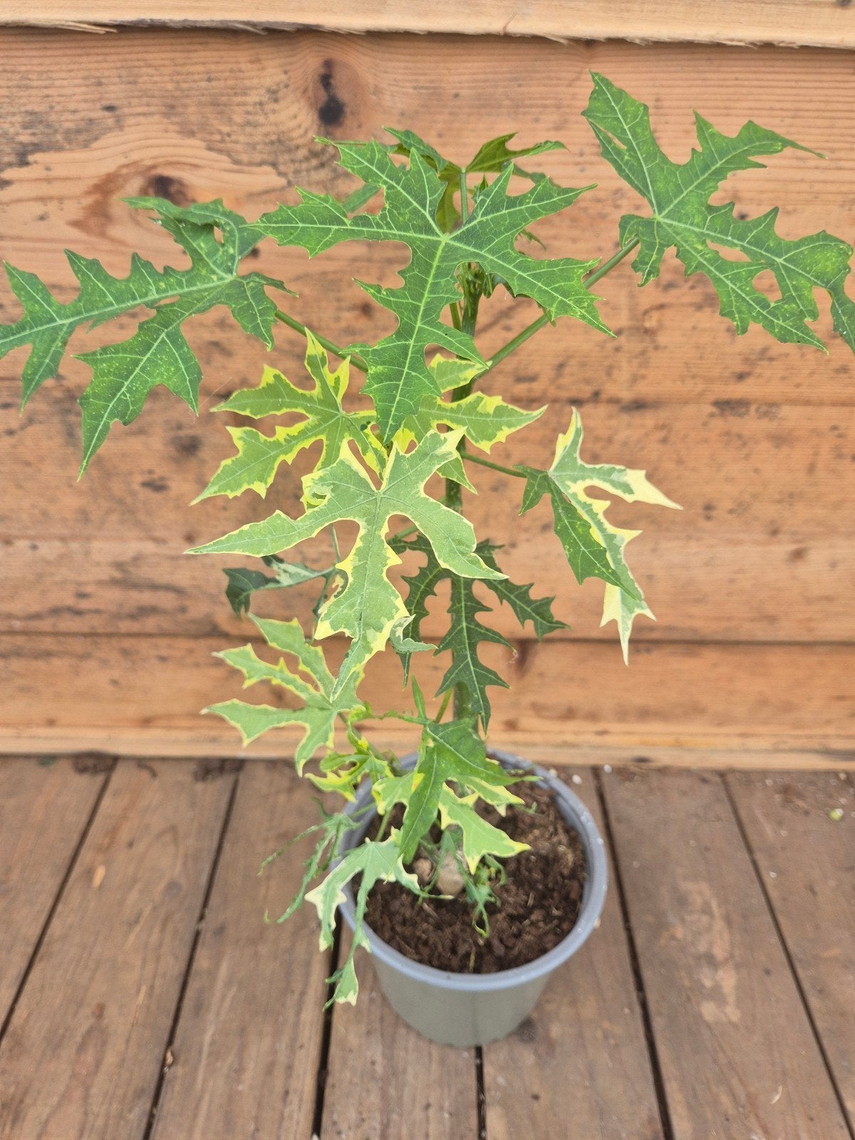 Cnidoscolus aconitifolius Variegata p14 (3), Huis en Inrichting, Kamerplanten, Ophalen of Verzenden, Halfschaduw, Minder dan 100 cm
