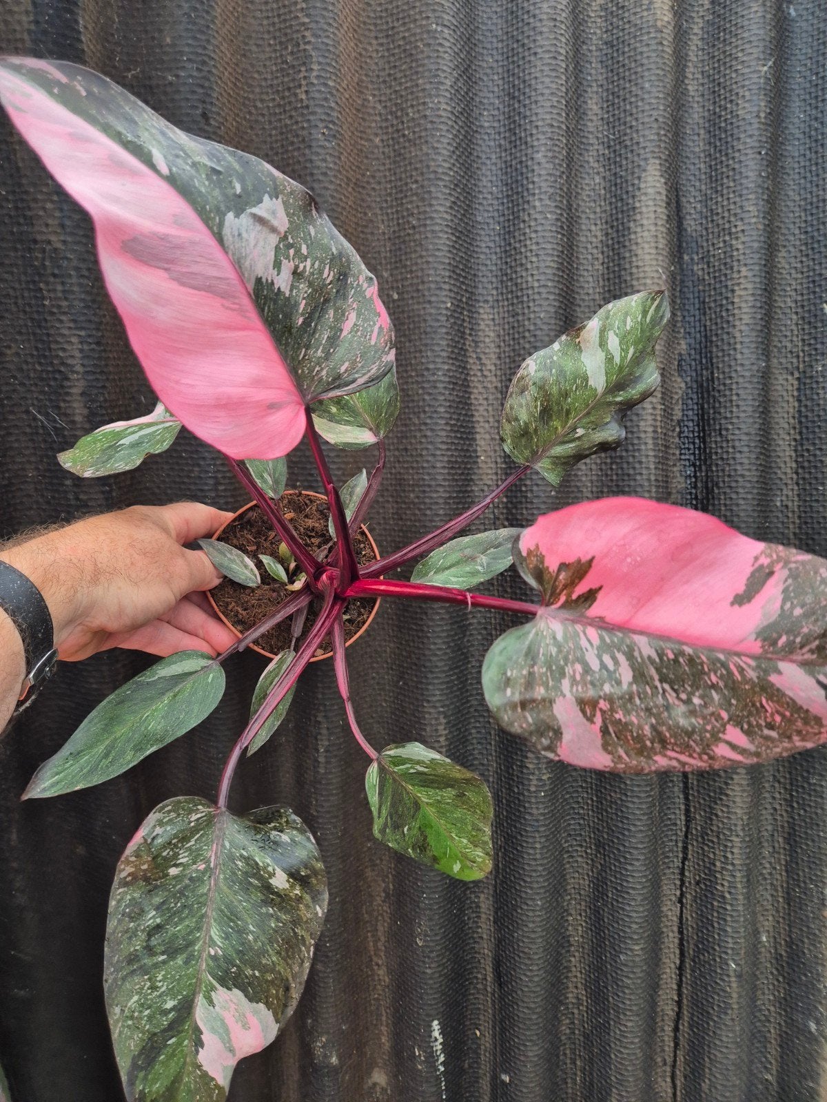 Philodendron Pink Princess Marble p12 (2), Huis en Inrichting, Kamerplanten, Ophalen of Verzenden, Halfschaduw, Minder dan 100 cm
