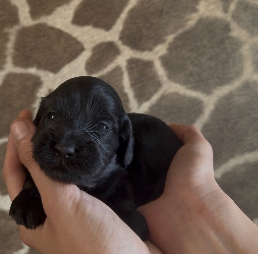 Kleine medium Australian Labradoodle pups met stamboom, Dieren en Toebehoren, Honden | Retrievers, Spaniëls en Waterhonden, Overige rassen