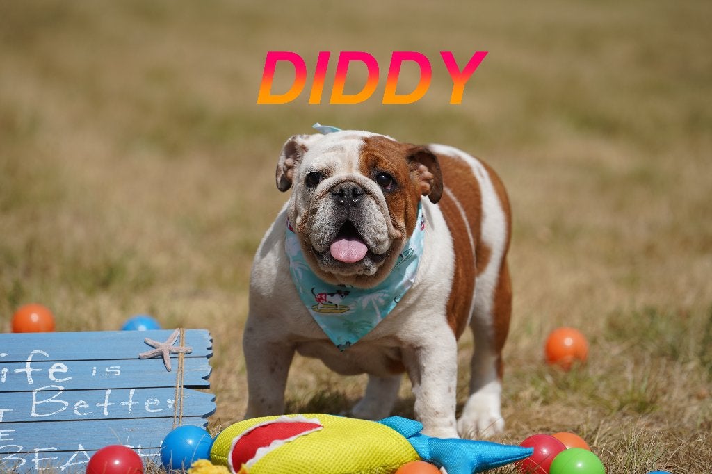 Prachtige en gezonde Engelse Bulldog puppy’, Dieren en Toebehoren, Honden | Bulldogs, Pinschers en Molossers, Teef, Bulldog, Fokker | Professioneel