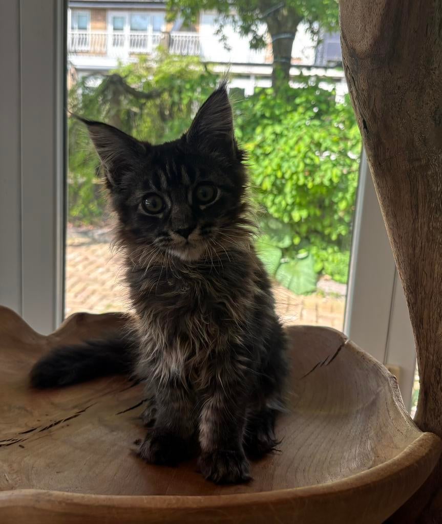 XXL Maine Coon Kittens beschikbaar €1450 met stamboom, Dieren en Toebehoren, Katten en Kittens | Raskatten | Langhaar, Meerdere dieren