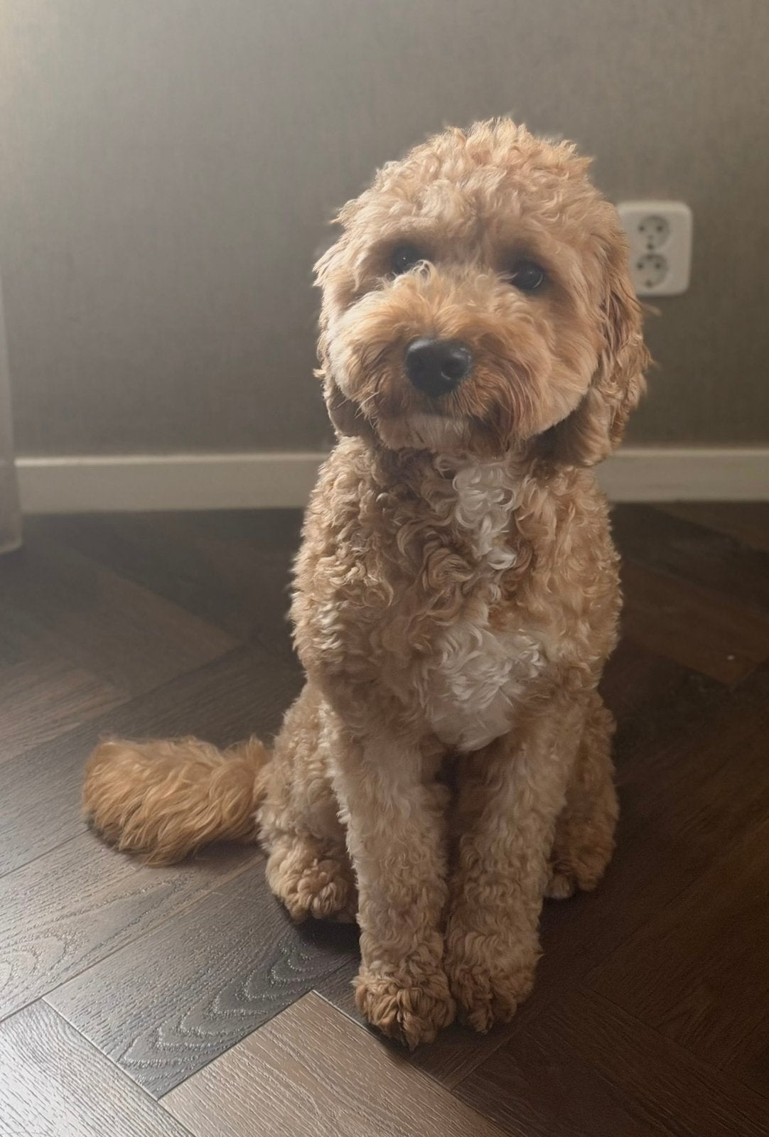 Maltipo zoekt met spoed nieuw huisje, Dieren en Toebehoren, Poedel, Reu, 1 tot 2 jaar, Eén hond